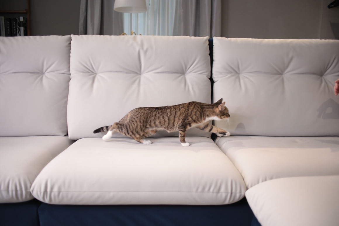 以色列貓抓布的特性是什麼？