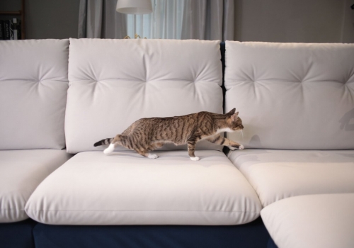 以色列貓抓布沙發訂製開箱！讓毛小孩一同體驗最佳舒適坐感