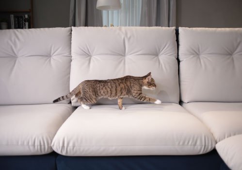 貓抓布貓抓皮差別是什麼？貓抓布沙發4大挑選訣竅，一篇就懂！